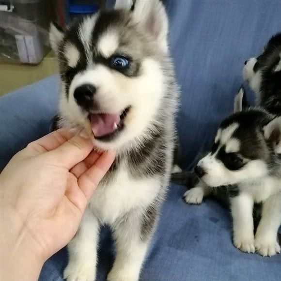 爱它宠物店(大洪南路店):仙桃市城区中百广场/客运站附近