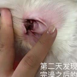 典雅宠物医院:潜江市城区虾街附近