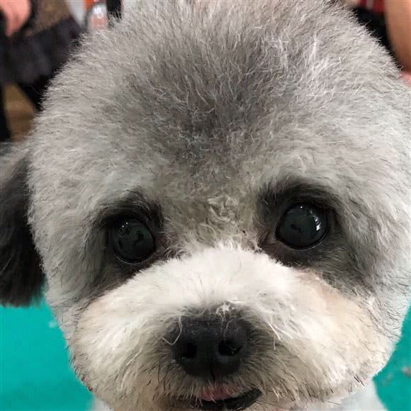 顺义名犬宠物会所:天门市天门市其他罗马商城/胜利二路附近