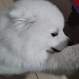 天旺宠物医院:天门市天门市其他罗马商城/胜利二路附近