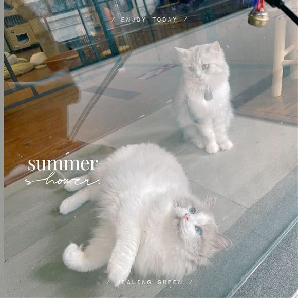 SUMMER·兔咖·喵舍:湛江市开发区万达广场附近