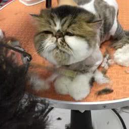 山海宠物:秦皇岛市山海关区山海关附近