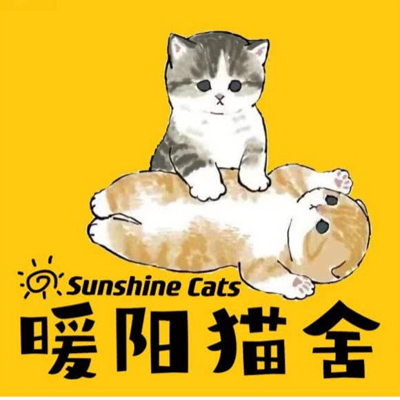 暖阳猫舍(高新店):西安市高新区科技路沿线附近