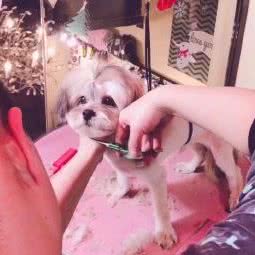 爱宠岛:西安市高新区丈八附近