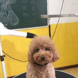 悠弟宠物造型工作室:西安市高新区丈八附近