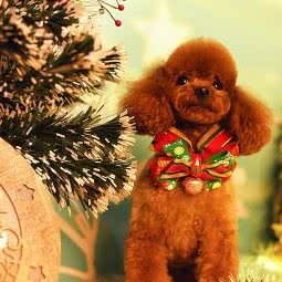 秋田宠物(科技路西口店):西安市高新区丈八附近