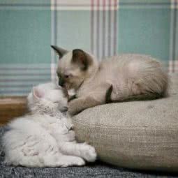 喵小姐猫舍:西安市高新区丈八附近