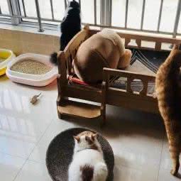 喜喜猫咪家庭寄养Double Happiness Cats Foster Care:西安市高新区高新路沿线附近
