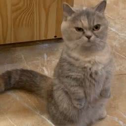 夏小mo宠物私人定制:西安市高新区高新路沿线附近