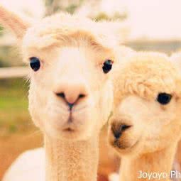 私房小宠:西安市高新区高新路沿线附近