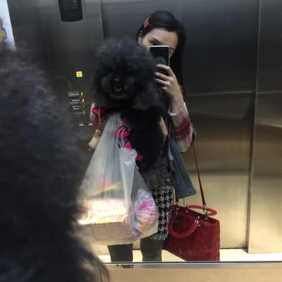 吉宠宠物生活馆:西安市高新区高新路沿线附近