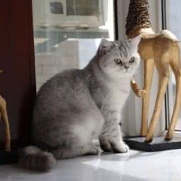 安格动物医院:西安市高新区高新路沿线附近