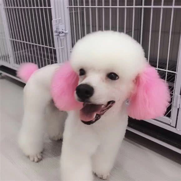 尤美宠物:西安市高新区电子城附近