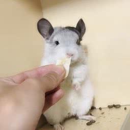 9号动物园龙猫生活馆:西安市高新区电子城附近