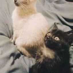 宠猫爱屋猫咪家庭式寄养:西安市高新区电子城附近