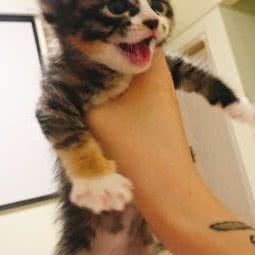 别馆猫舍:西安市高新区紫薇田园都市附近