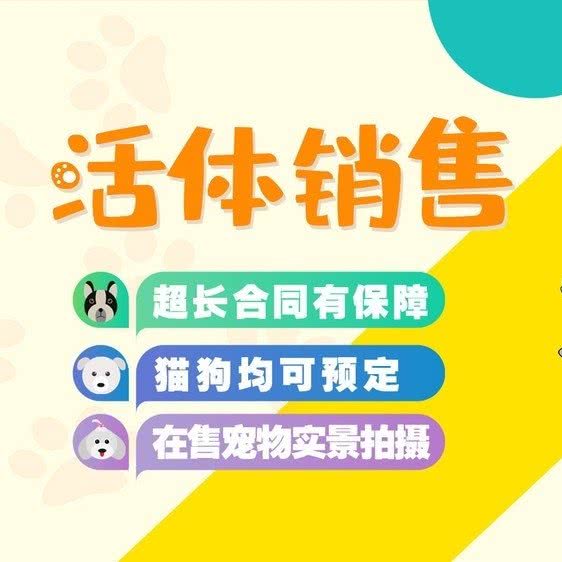 禧宠:西安市高新区科技路西口附近