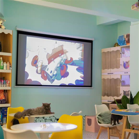 阿喵阿旺猫咖·宠物生活馆:西安市高新区枫林绿洲附近