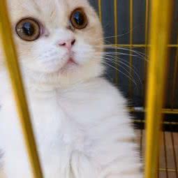 养猫侠工作室:琼海市琼海市其他汽车站附近