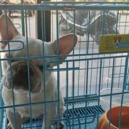 独角兽宠物医院:澄迈县澄迈县其他澄迈县委党校附近