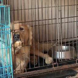 呆萌宠屋:临高县临高县其他临高县政府附近