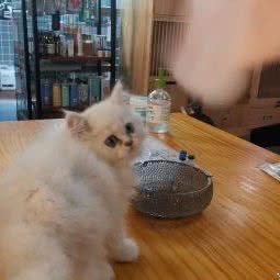 萌宠会:东莞市莞城街道东纵路附近