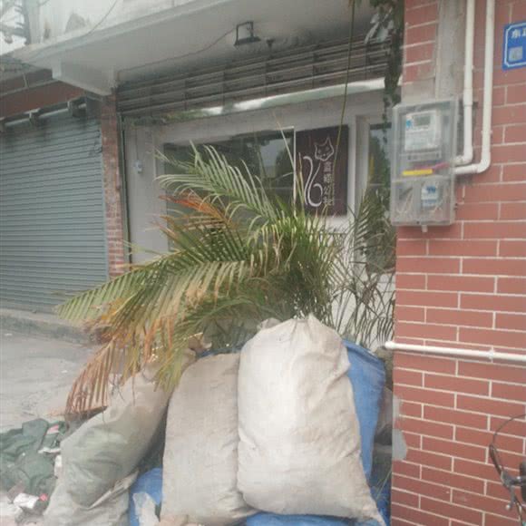 蓝猫公社宠物店:东莞市莞城街道学院路/罗沙附近