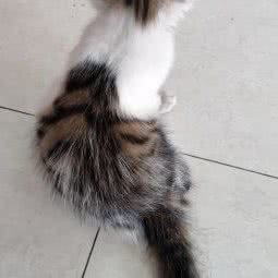 麦萌宠物店:东莞市莞城街道学院路/罗沙附近