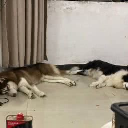 圣宠居宠物狗诊所:东莞市石龙镇黄洲附近