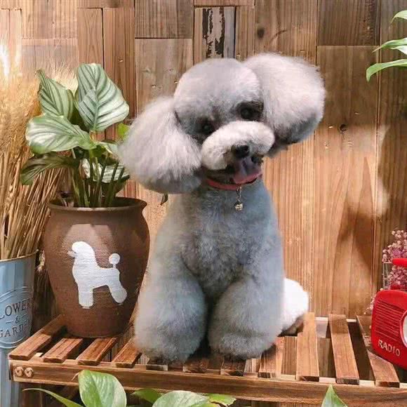 巴丁萌宠宠物店:东莞市南城街道第一国际/汇一城附近