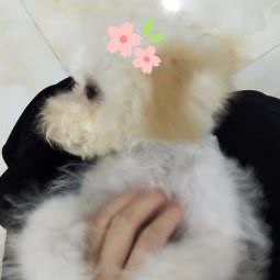 穆尔名宠:东莞市南城街道景湖时代城/西平附近