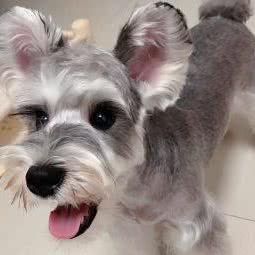 小佩宠物店(东莞宏图大道店):东莞市南城街道水濂山附近