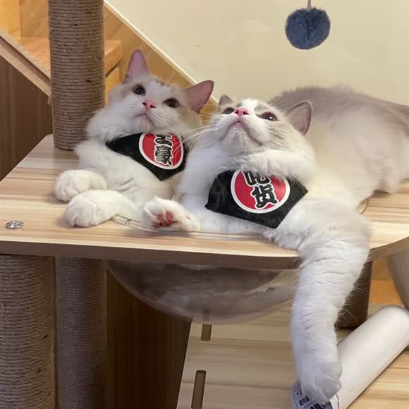 百万私宠荟·家庭式撸猫会所:东莞市南城街道南城车站/白马附近