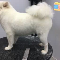 PETKIT小佩宠物(阳光城店):东莞市南城街道南城车站/白马附近