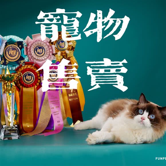 怡宠星宠物俱乐部:东莞市南城街道南城车站/白马附近