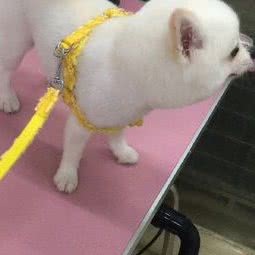 萌宠小叔宠物(南城店):东莞市南城街道袁屋边附近