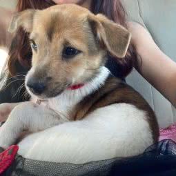 狗迷会:东莞市中堂镇中堂镇中心城区附近