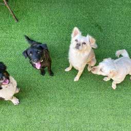 Pool Pets Clubhouse 巴克利宠物服务:东莞市东城街道星河城/十三碗附近