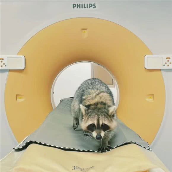 嘟嘟豆豆宠物医院·宠物生活馆·宠物餐厅·宠物摄影:东莞市东城街道新世界花园/酒吧街附近