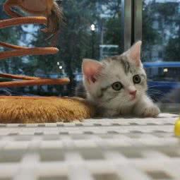 精灵大宠屋:东莞市东城街道花园新村附近