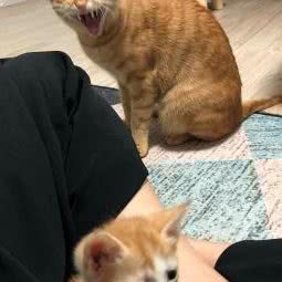 宠开心宠物店:东莞市东城街道花园新村附近