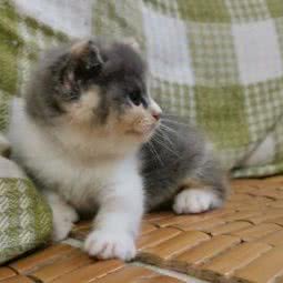 猫星人:东莞市东城街道花园新村附近