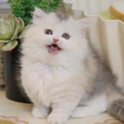 宠博狗场猫舍犬舍:东莞市东城街道旗峰广场附近