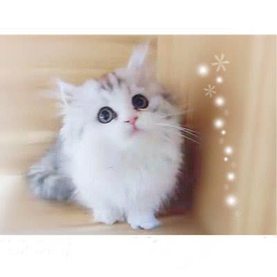 犬心宠物酒店(东城店):东莞市东城街道运河路附近