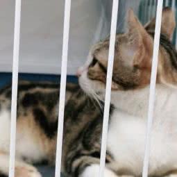 森仔宠物:东莞市东城街道运河路附近