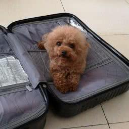 瑞祥动物诊疗:东莞市东城街道东泰/景湖春天附近