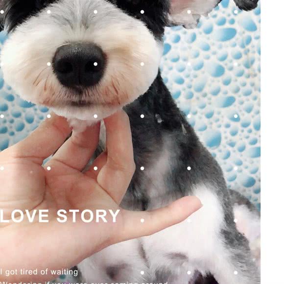 小白Jia宠物馆:东莞市万江街道华南摩尔附近