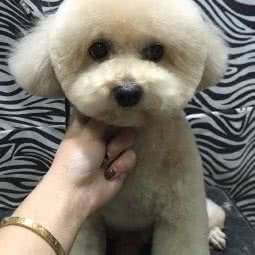 丛林宠物:邯郸市邯山区文化宫附近