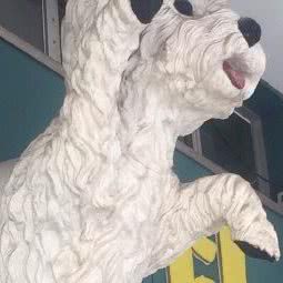 宝贝宠物店(常平店):东莞市常平镇中元街附近