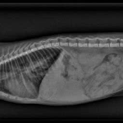顺心宠物诊所:东莞市常平镇中元街附近